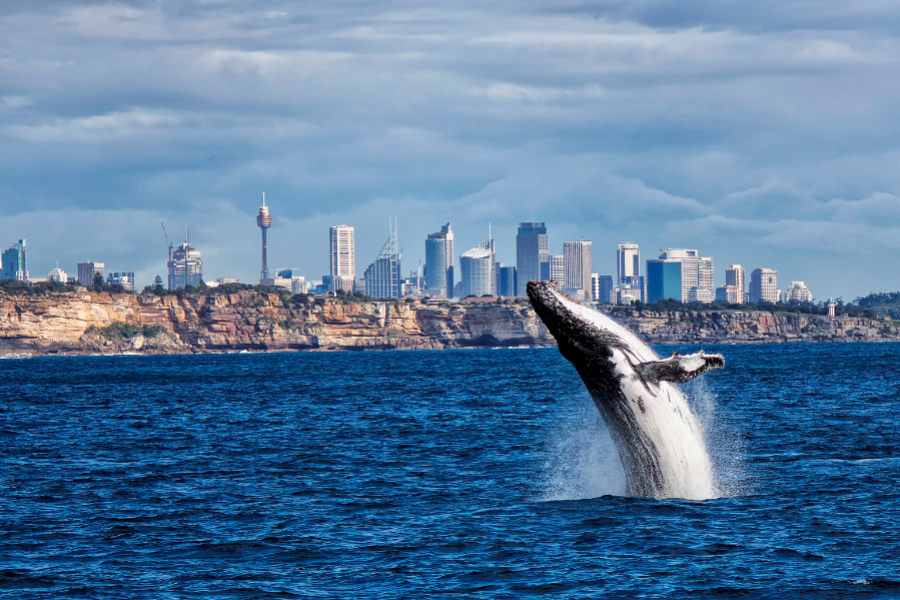 Sydney princess cruises