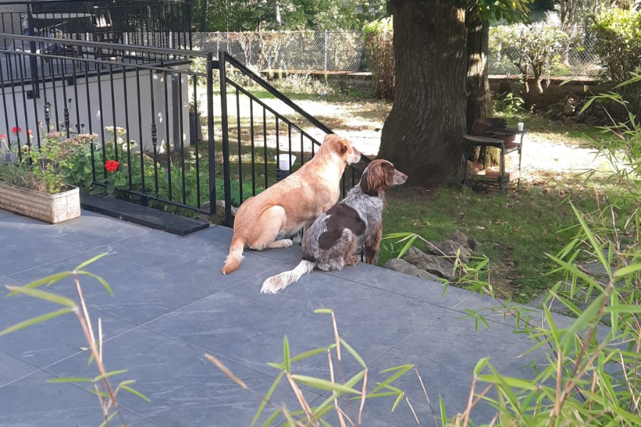 Les  compagnons a 4 pattes de Stéphanie