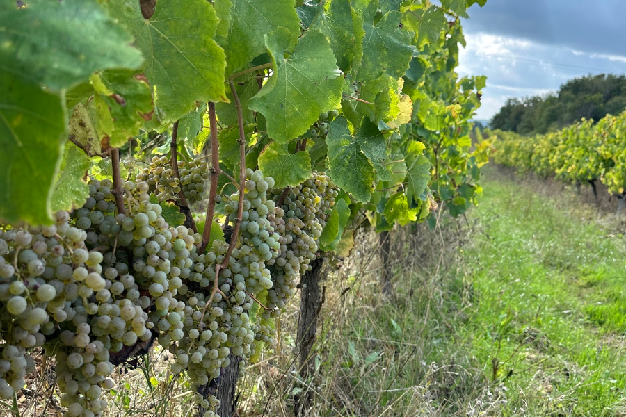 DOMAINE DU LANCEMENT