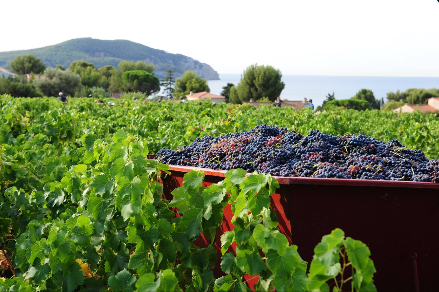 DOMAINE DU CAGUELOUP