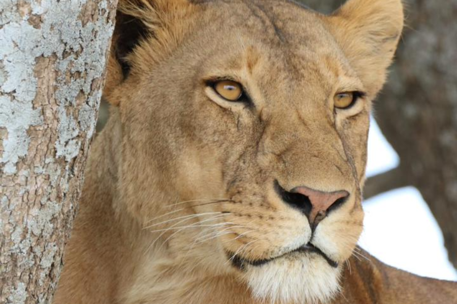 lionne