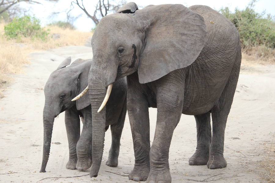 TANZANIE AUTHENTIQUE