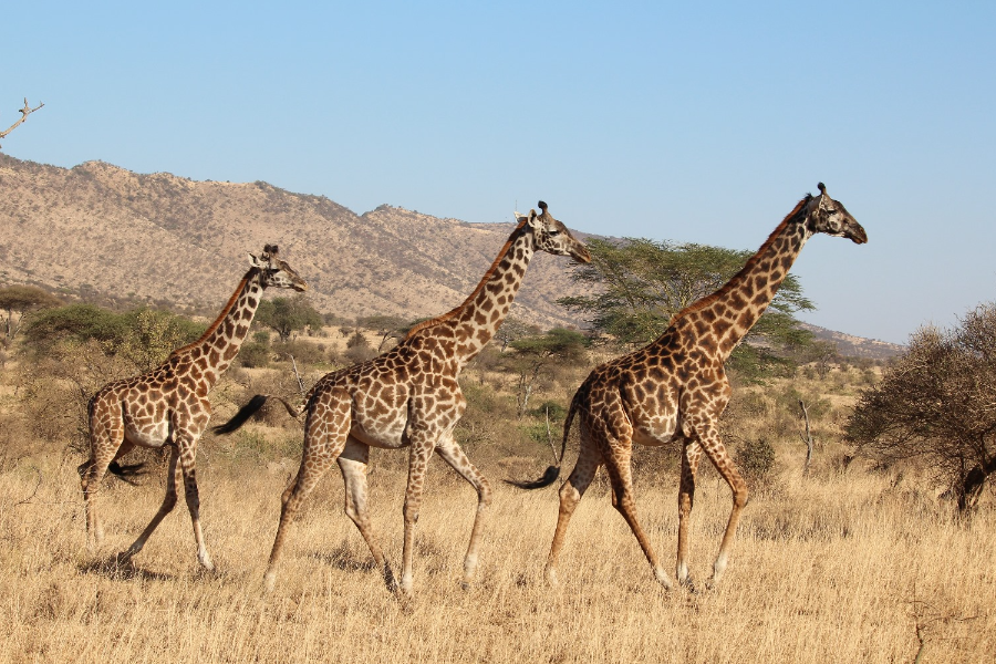 girafes