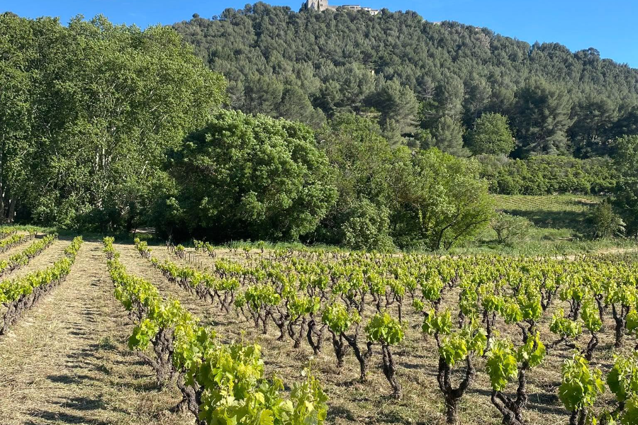 DOMAINE ROUGIER