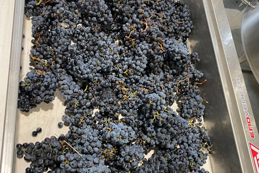 DOMAINE ROUGIER