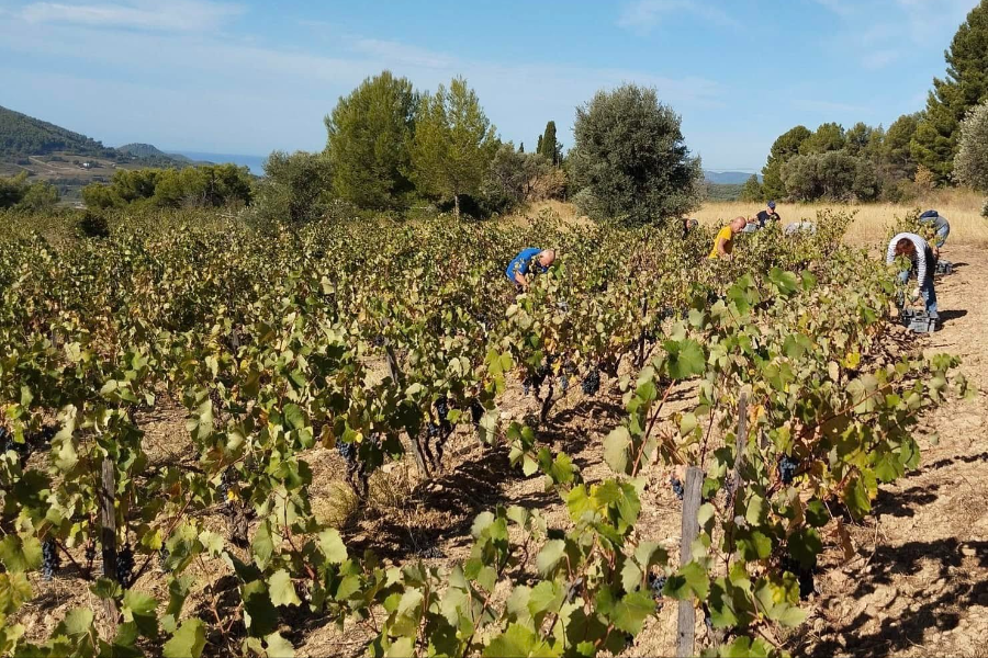 DOMAINE ROUGIER
