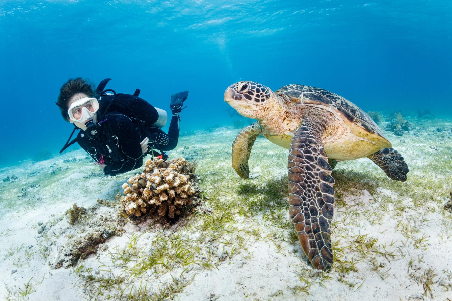 BOHOL DIVERS CLUB DIVE CENTER
