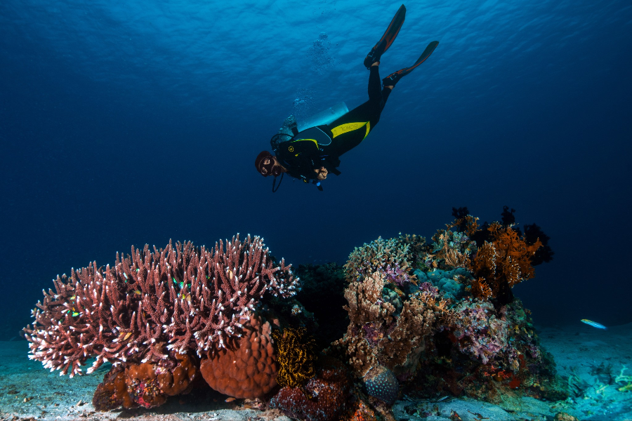 BOHOL DIVERS CLUB DIVE CENTER