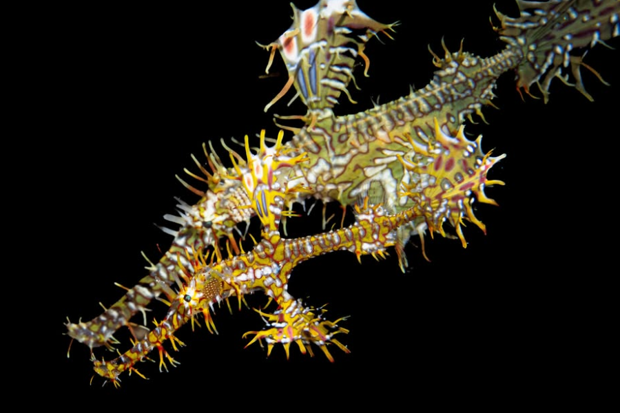 BOHOL DIVERS CLUB DIVE CENTER