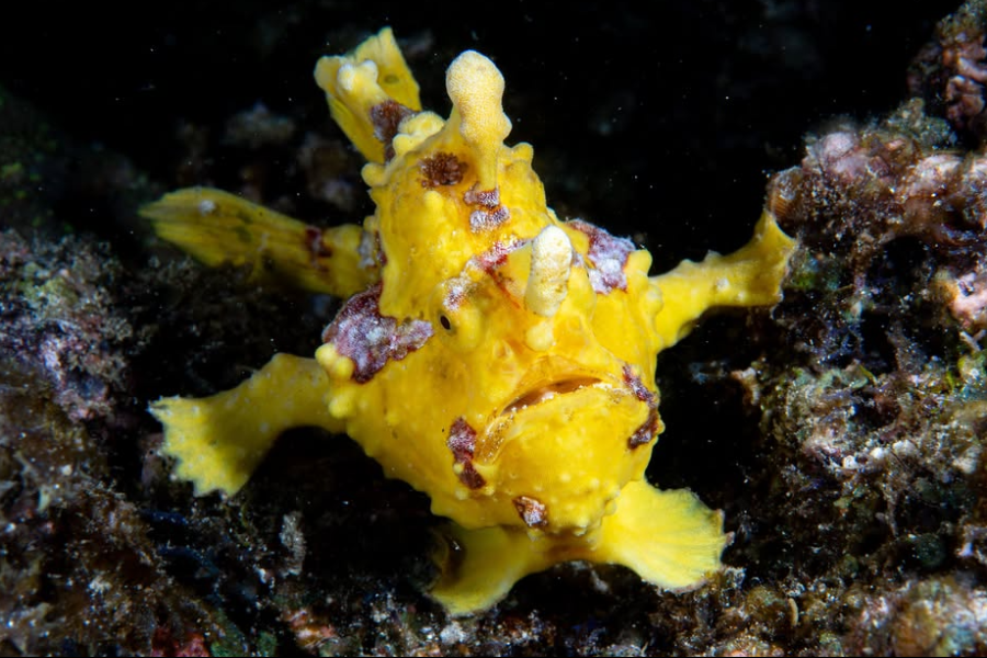 Warty Frogfish