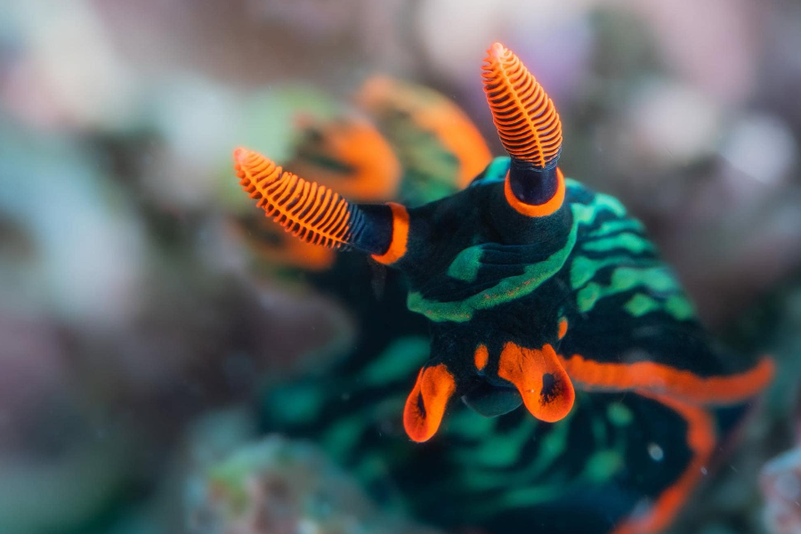 Nembrota kubaryana nudibranch