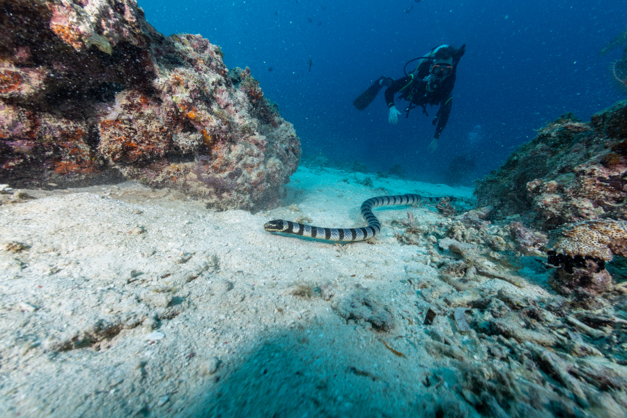 BOHOL DIVERS CLUB DIVE CENTER