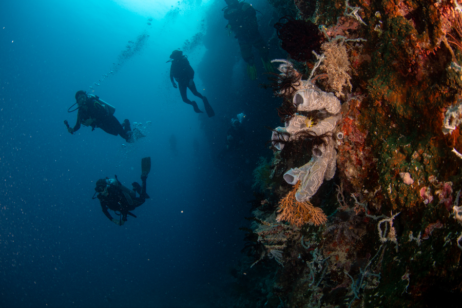 BOHOL DIVERS CLUB DIVE CENTER