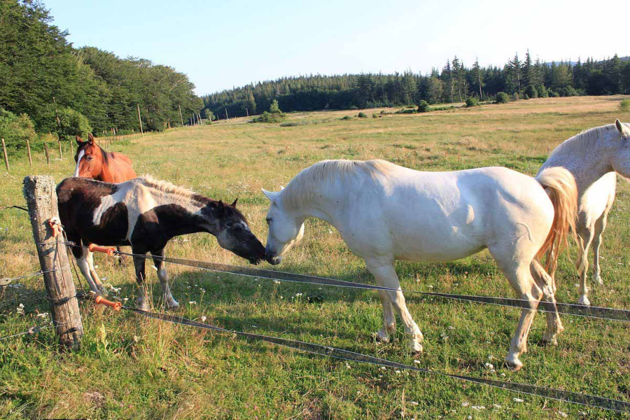RANCH DU HAUT-LANGUEDOC