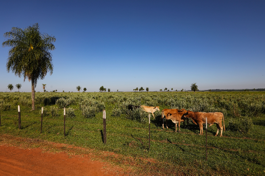 Élevage de bovins au Paraguay