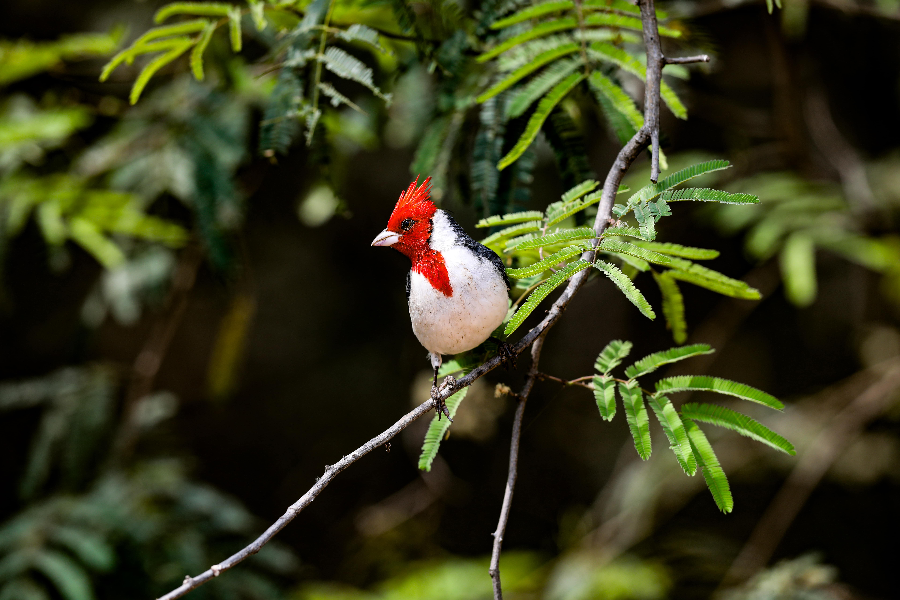 Observation de la faune aviaire du Paraguay
