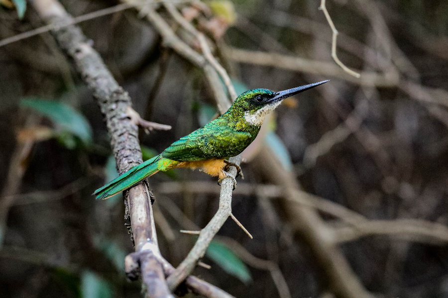 Observer les oiseaux au Paraguay