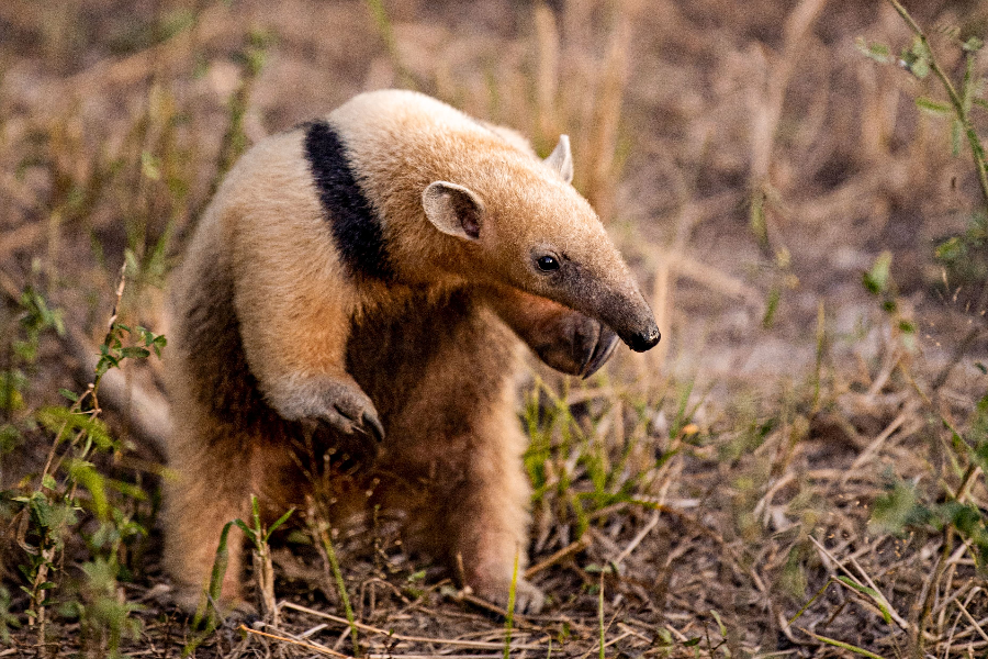 Tamandou à collier, observer la faune sauvage au Paraguay
