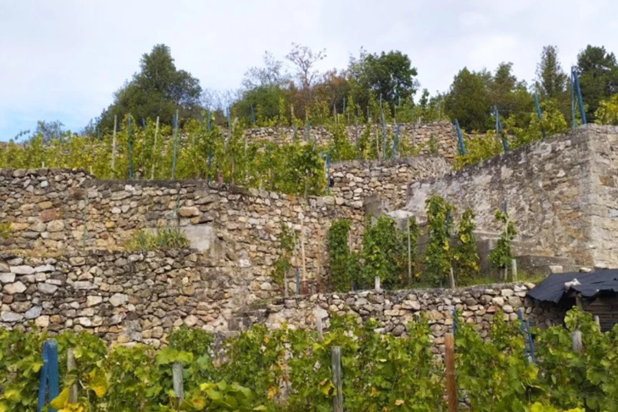 VIGNOBLE DELEU