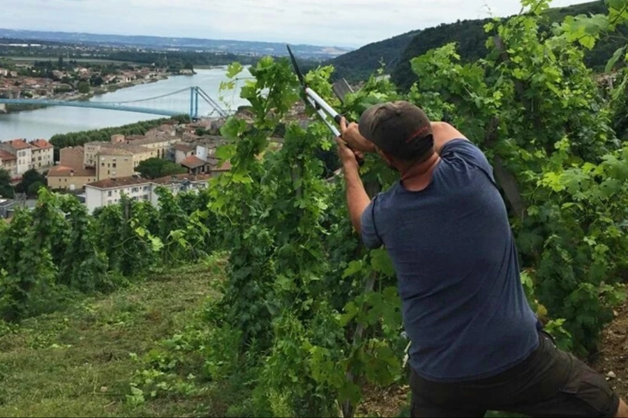 VIGNOBLE DELEU