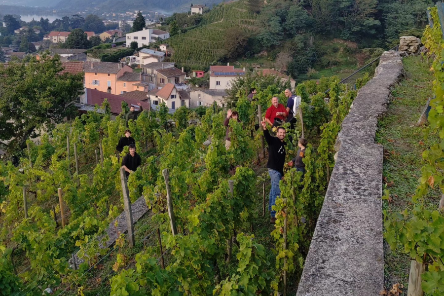 VIGNOBLE DELEU