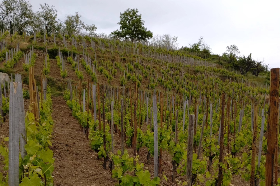 VIGNOBLE DELEU