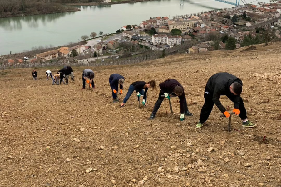 VIGNOBLE DELEU