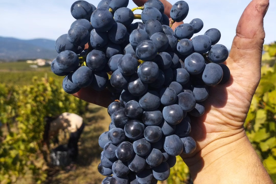 VIGNOBLE DELEU