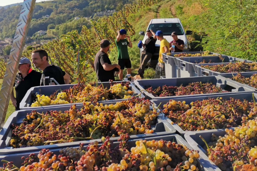 VIGNOBLE DELEU