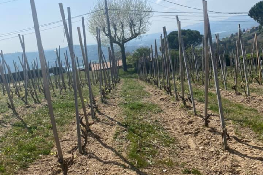 DOMAINE DEGACHE FRERES