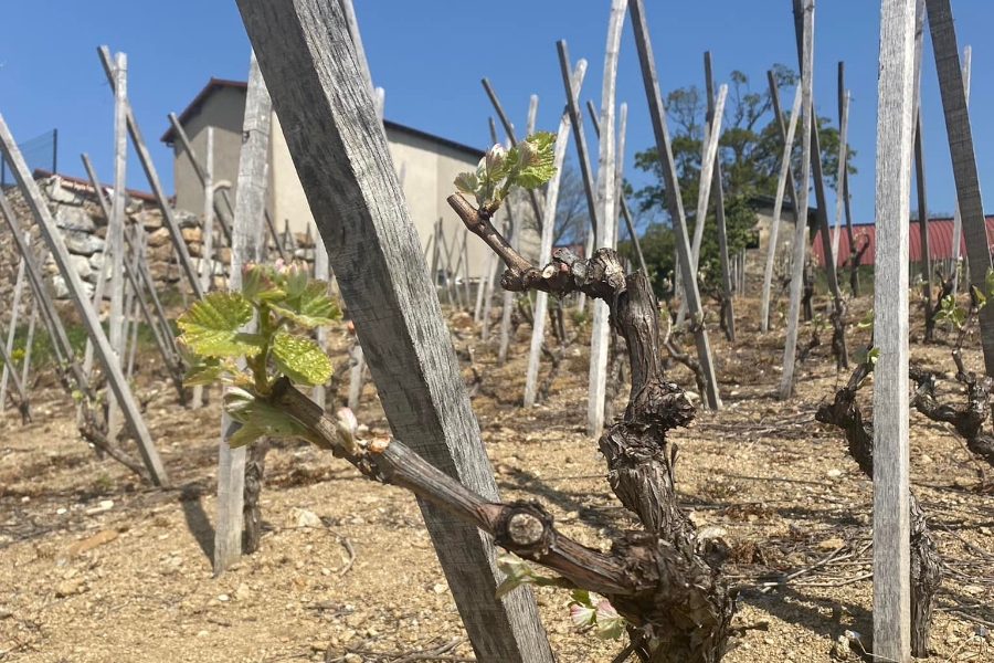 DOMAINE DEGACHE FRERES