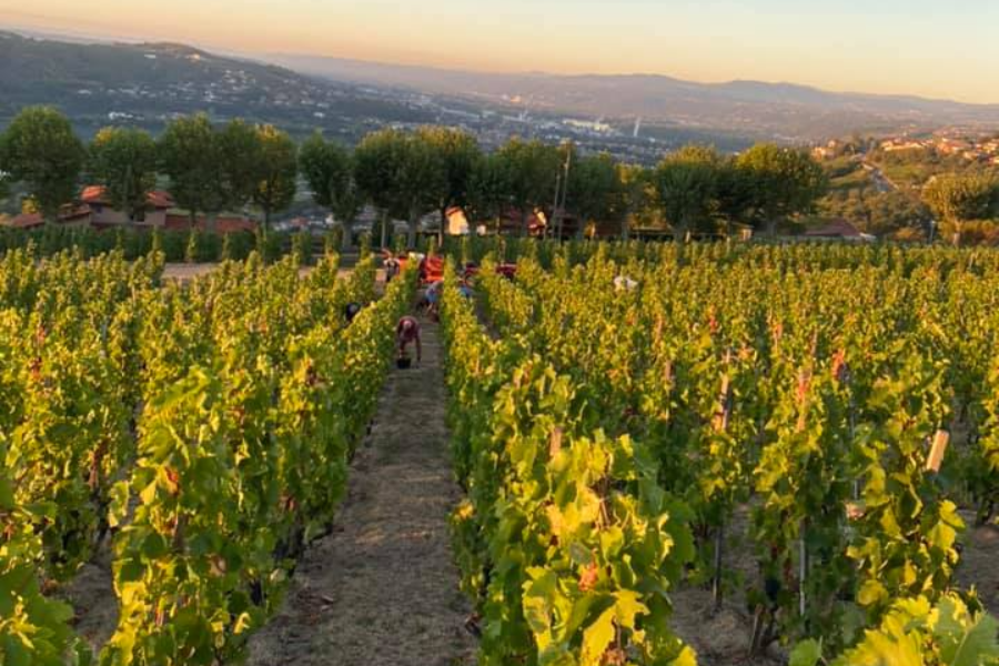 DOMAINE DEGACHE FRERES