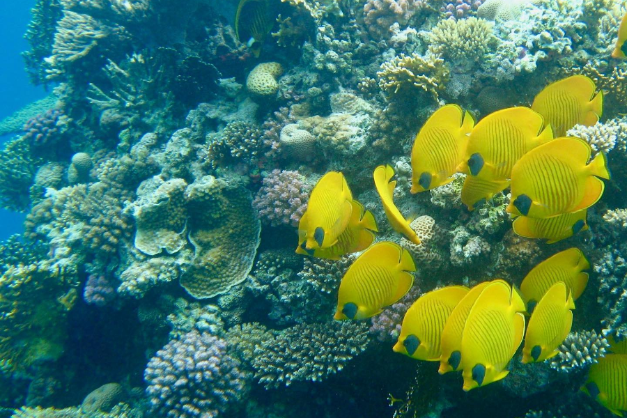 BIG BLUE DIVING CLUB
