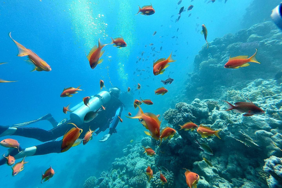 BIG BLUE DIVING CLUB