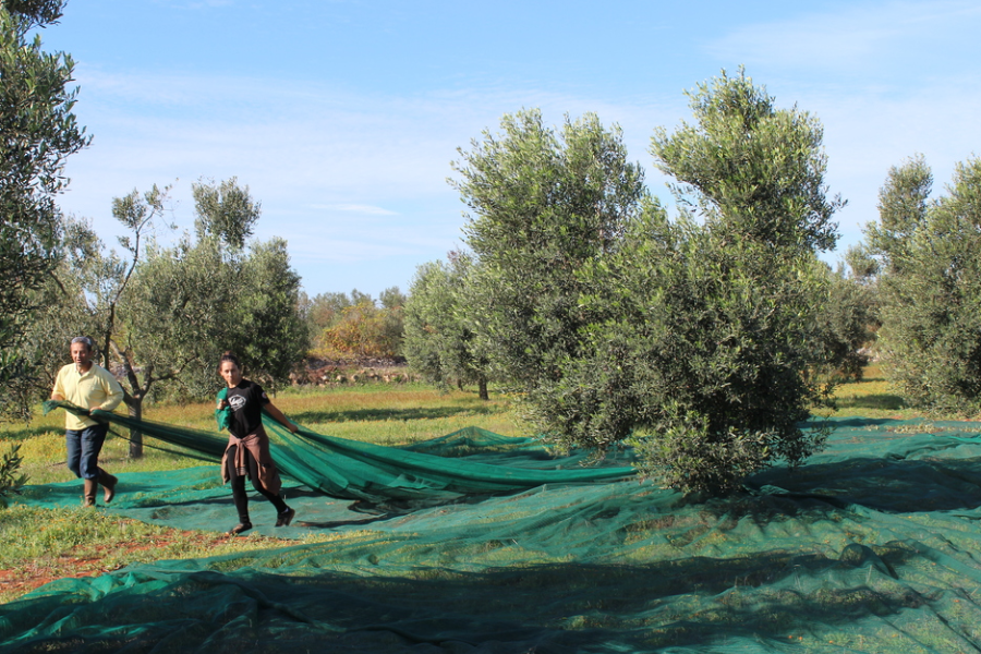 Roccolta OLIVE BIO