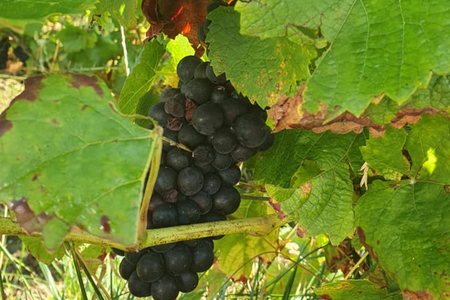CHAMPAGNE LAURENT ETIENNE