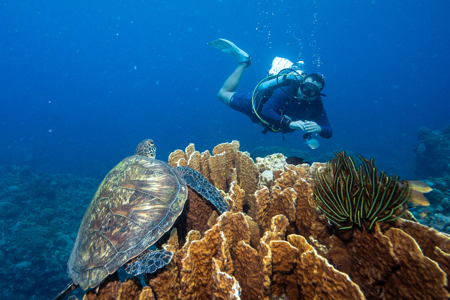 Rencontres quotidiennes avec les tortues