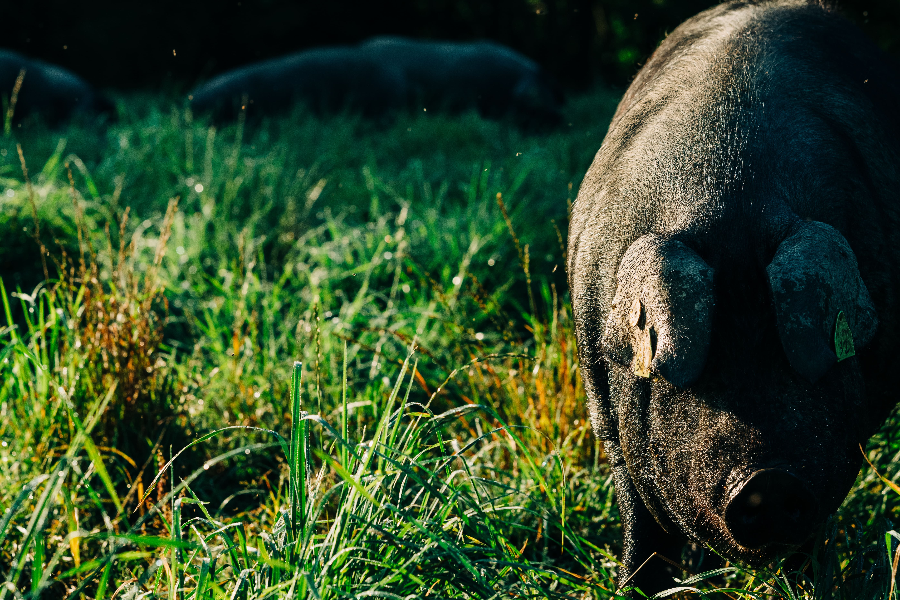 Porc Noir de Bigorre