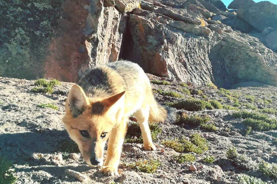 Faune et flore d'Atacama