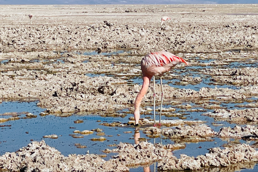 Flamant rose et laguna Chaxa