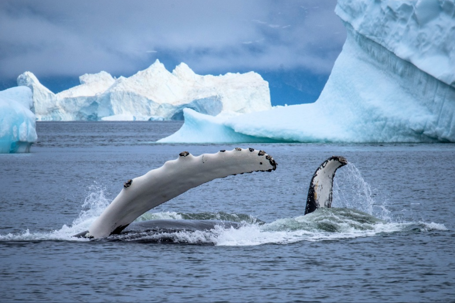 ARCTIC EXCURSIONS