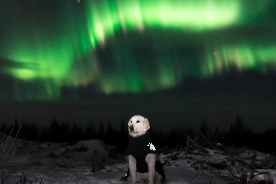 BOOK LAPLAND