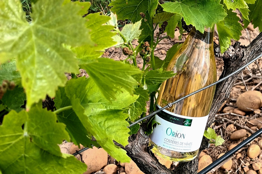 LA CAVE DES VIGNERONS DE MONTFRIN