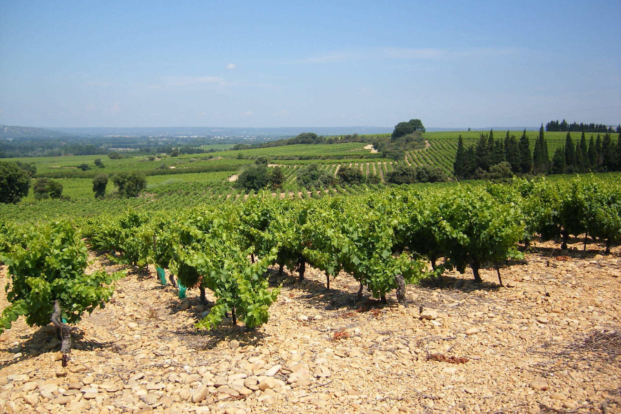 LA CAVE DES VIGNERONS DE MONTFRIN