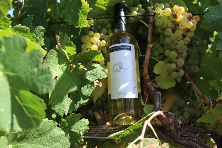 LA CAVE DES VIGNERONS DE MONTFRIN