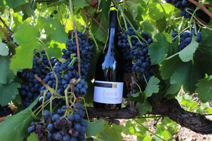 LA CAVE DES VIGNERONS DE MONTFRIN