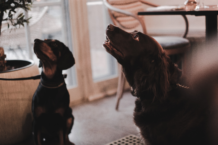 chiens bienvenus