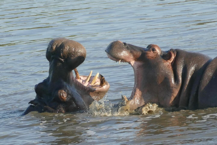 FUNDIS'AFRICA
