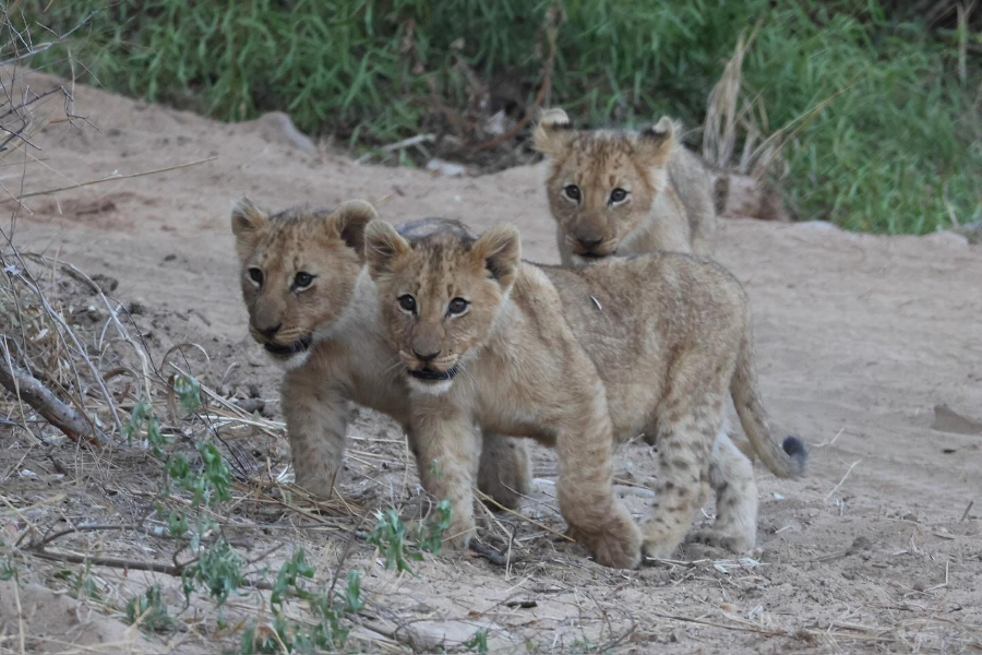 FUNDIS'AFRICA