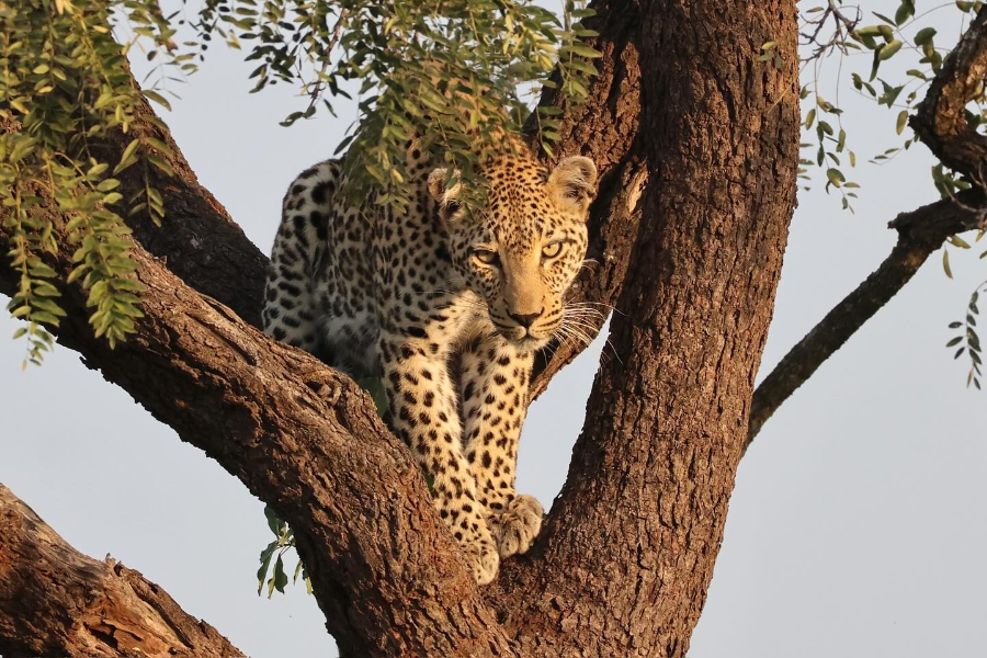 FUNDIS'AFRICA